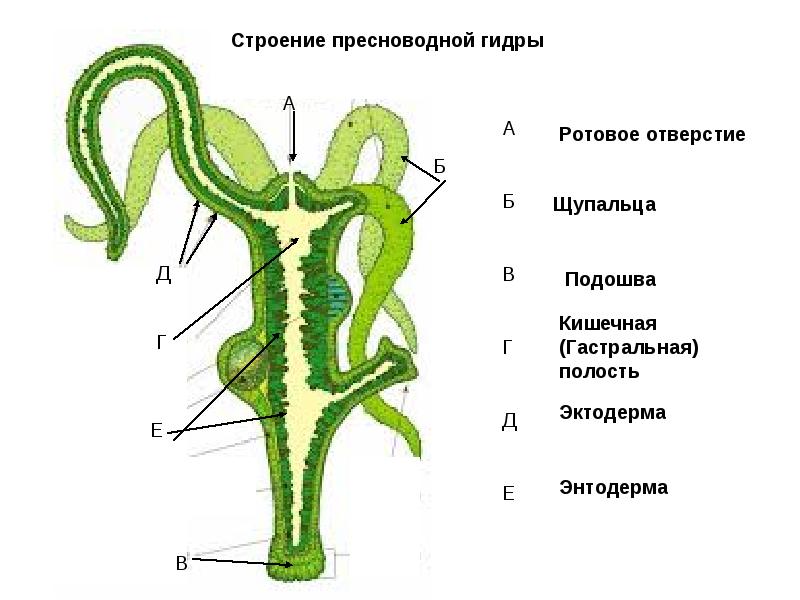 Omg omgruzxpnew4af union официальный сайт