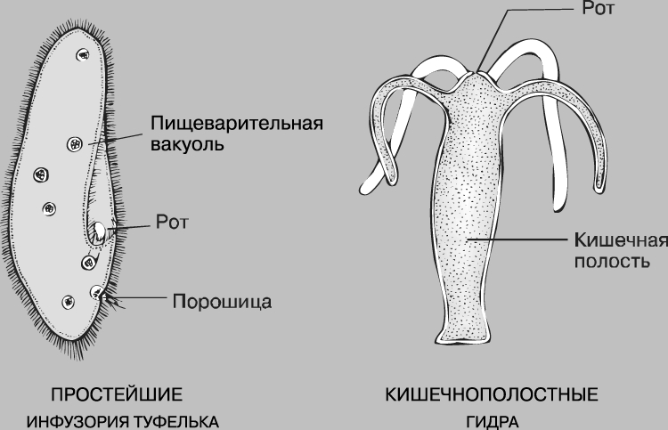 Сайт мега на торе